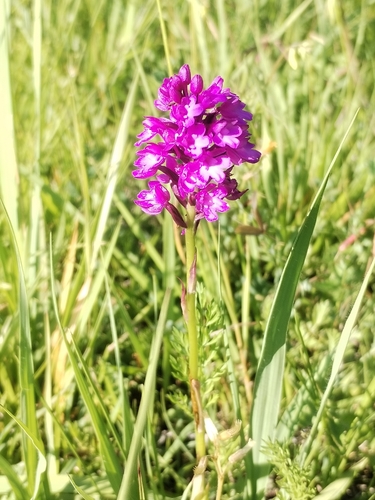 pyramidal orchid
