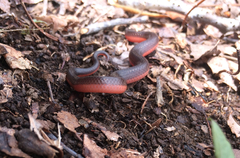 Carphophis amoenus amoenus