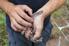 Pituophis melanoleucus melanoleucus