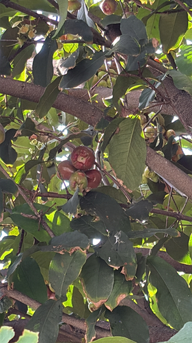 Syzygium malaccense observed 2026-06-19