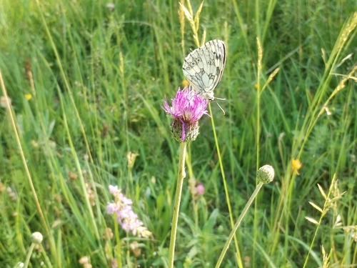 Marbled White