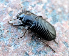 Anisodactylus binotatus