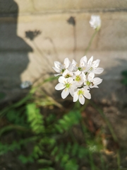 Allium trifoliatum