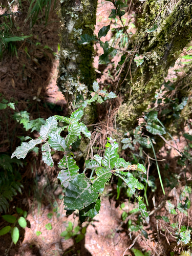 Quercus spinosa