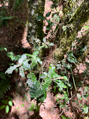 Quercus spinosa, photograph (c) Jaw-Jian La, some rights reserved (CC BY)