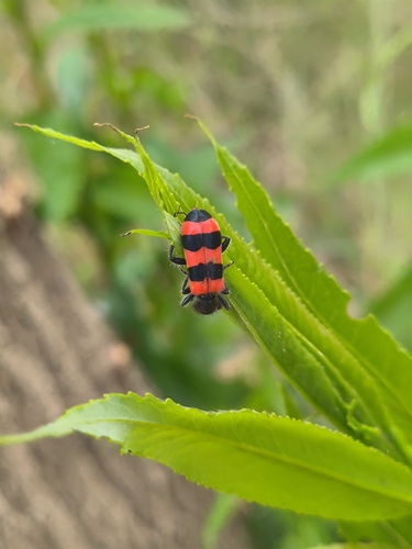 Trichodes sinae