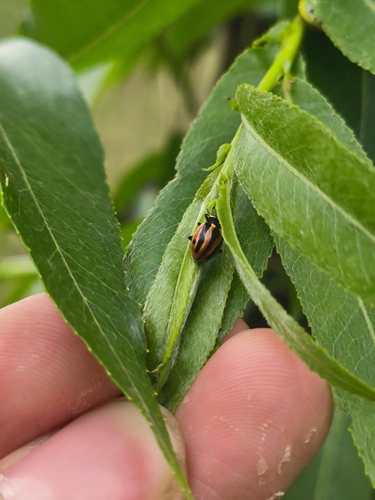 Ceratomegilla weisei