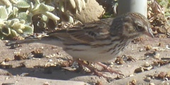 Passerculus sandwichensis