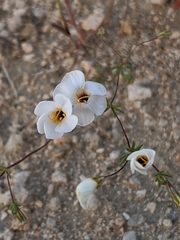 Leptosiphon chrysanthus decorus
