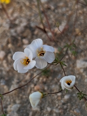 Leptosiphon chrysanthus decorus