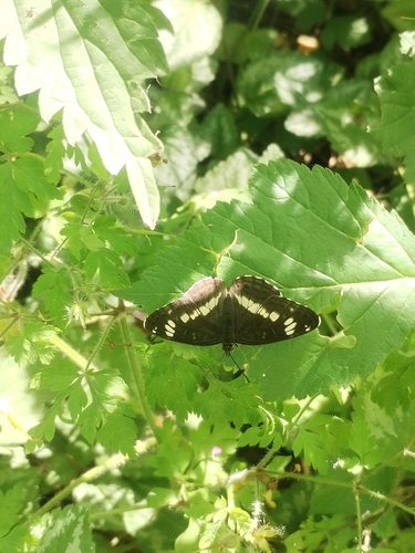 Eurasian White Admiral