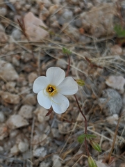 Leptosiphon chrysanthus decorus
