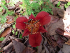 Tigridia chrysantha