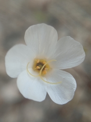 Leptosiphon chrysanthus decorus