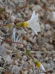 Leptosiphon chrysanthus decorus