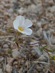 Leptosiphon chrysanthus decorus
