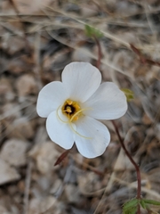 Leptosiphon chrysanthus decorus