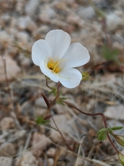 Leptosiphon chrysanthus decorus