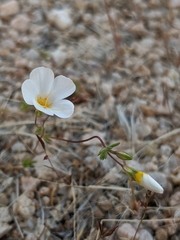 Leptosiphon chrysanthus decorus