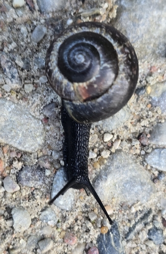 Copse Snail
