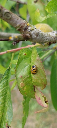 Asian Lady Beetle