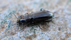 Notiophilus palustris