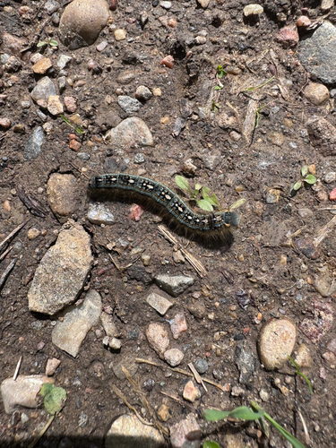 Forest Tent Caterpillar Moth