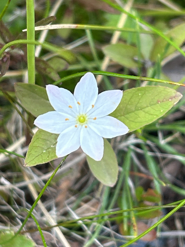 Arctic Starflower