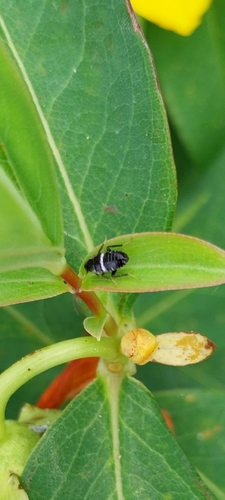 Variable Cockroach