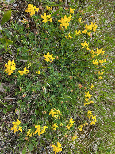 bird's-foot trefoil