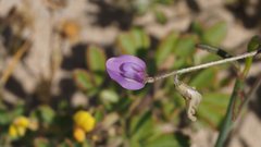 Astragalus nuttallianus cedrosensis