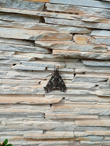Duponchel's Sphinx