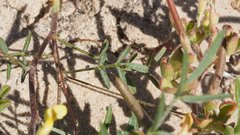 Astragalus nuttallianus cedrosensis