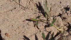 Astragalus nuttallianus cedrosensis