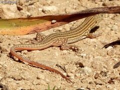 Acanthodactylus boskianus asper
