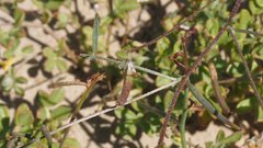 Astragalus nuttallianus cedrosensis