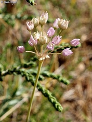 Allium akirense