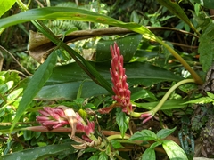 Alpinia japonica