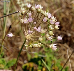 Allium akirense