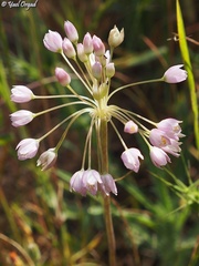 Allium akirense