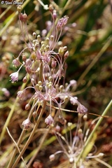 Allium daninianum