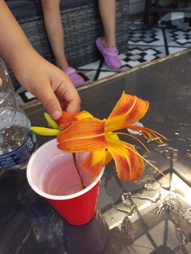 orange day-lily
