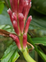 Alpinia japonica