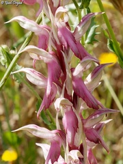 Anacamptis sancta