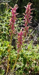 Anacamptis sancta