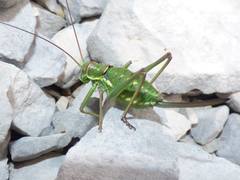 Ephippiger discoidalis