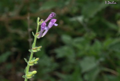 Scutellaria columnae