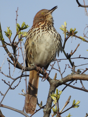 Brown Thrasher photo 5