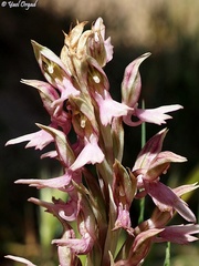 Anacamptis sancta