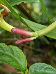 Alpinia japonica